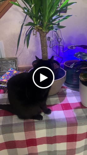 Customer video review of PlantWave