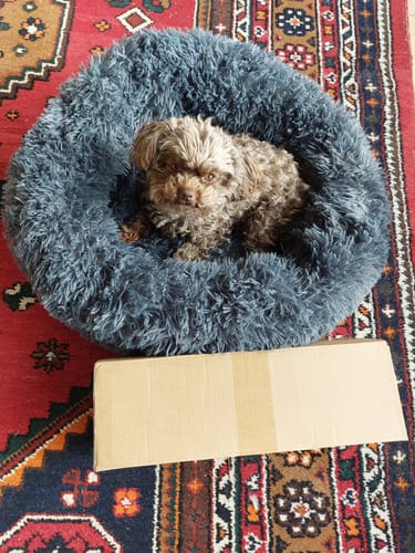 Customer photo review of Puppery Hundebett Wolke 7 - Das Original