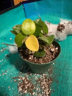 Customer photo review of Hoya 'Mathilde’ ‘Splash’