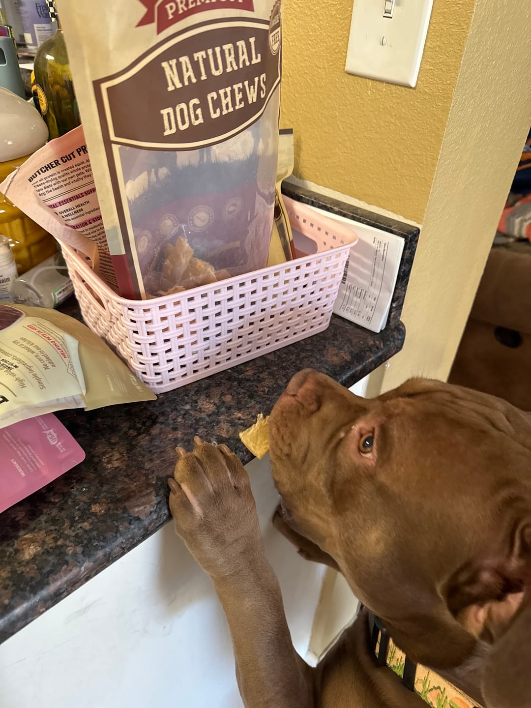 Customer photo review of Bully Bunches Puppy Pack