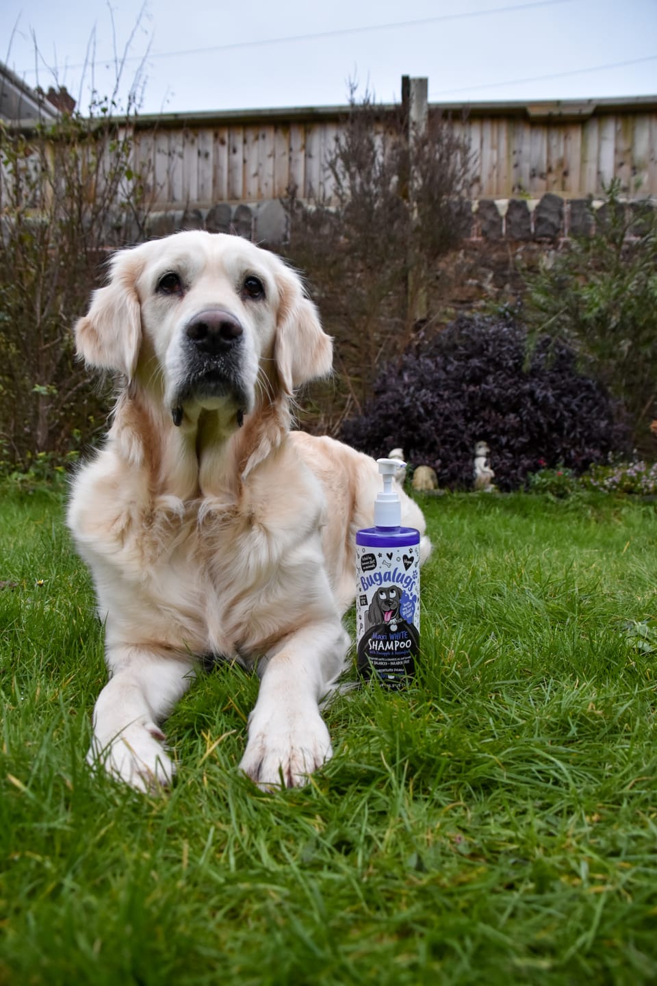 Customer photo review of Maxi White Whitening Dog Shampoo with Pineapple & Passionfruit