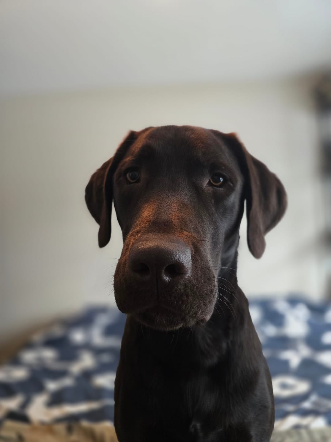 Customer photo review of Horizon Legacy - Nourriture croquettes pour chien haut de gamme