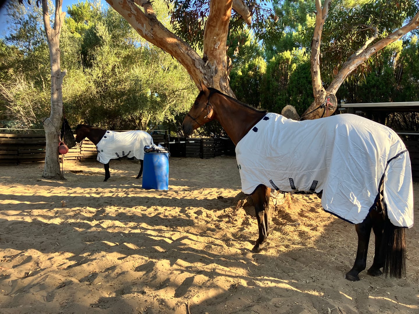 Customer photo review of Rambo Natura Summer Sheet