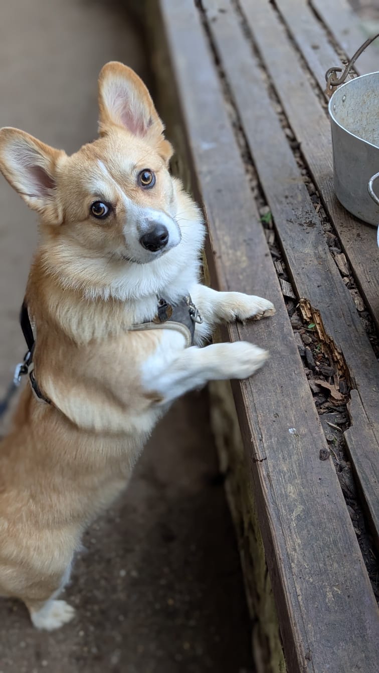 Customer photo review of Rechargeable Anti Bark Training Collar - Sound & Vibration - No Shock