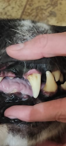 undefined review of DentalPaw Kutya Fogkő Eltávolító Fog és Szájápoló Gél image 1 out of 2