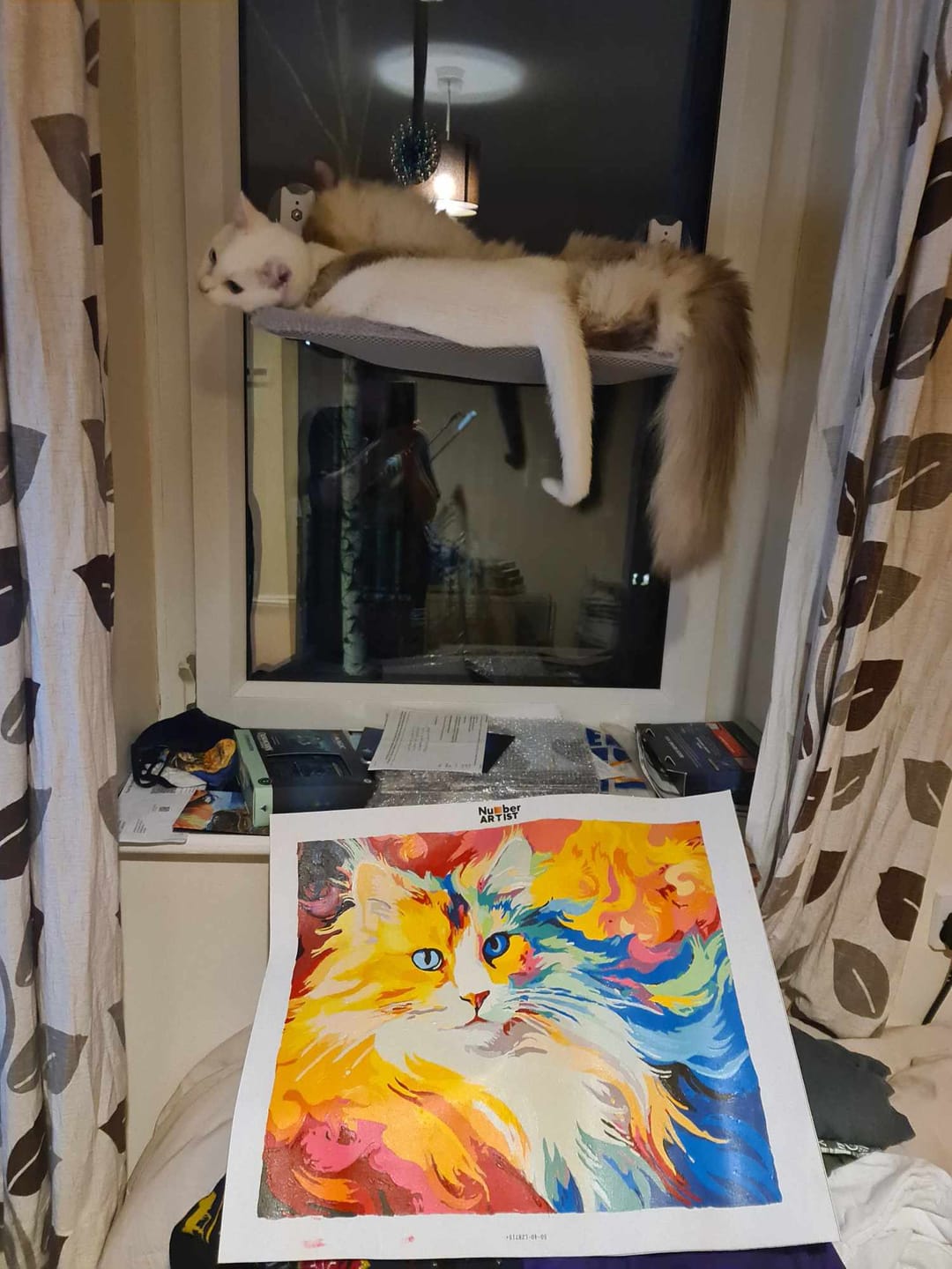 Customer photo review of Cat Rainbow