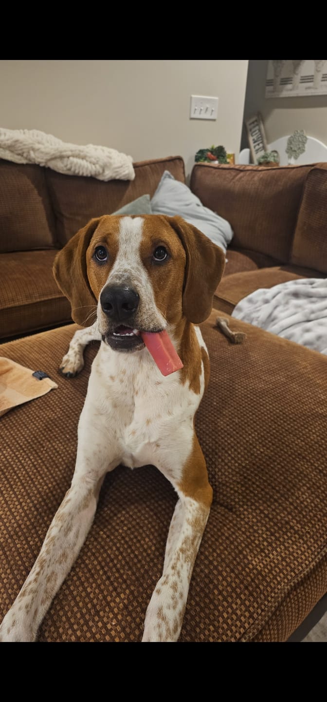 Customer photo review of Strawberry Himalayan Yak Chew (MEDIUM)
