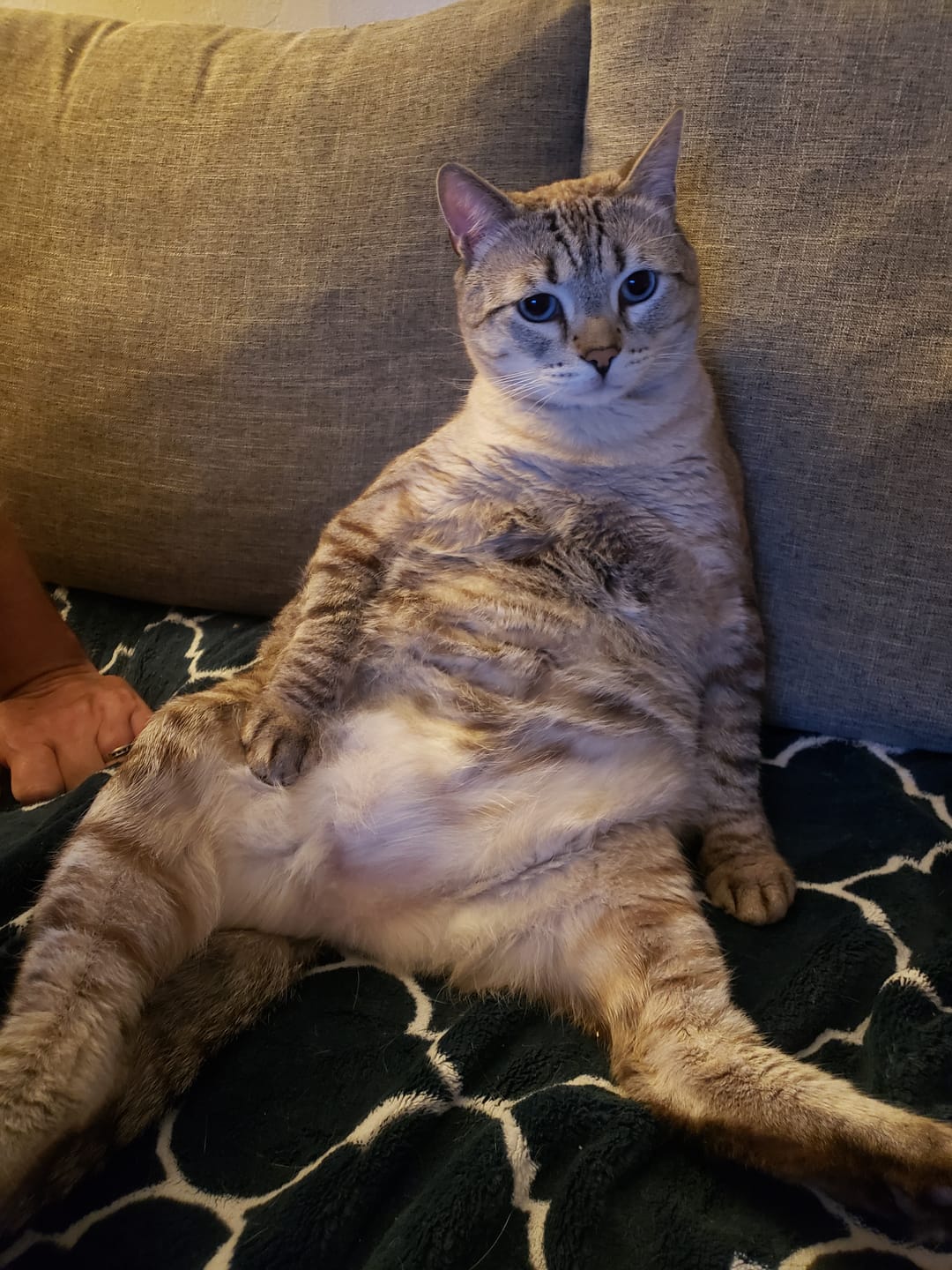 Customer photo review of Cat UTI & Kidney Support Remedy