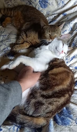 Avis photo d'un client sur Pâtée Chat Stérilisé Sans Céréales - Saumon