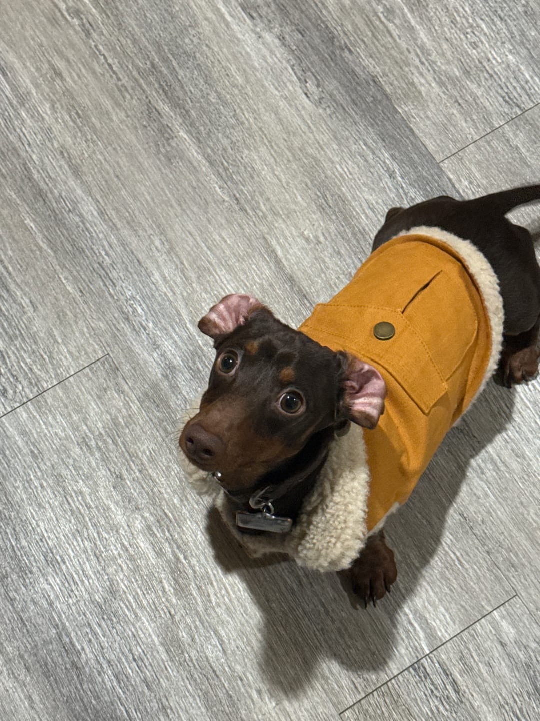 Customer photo review of Workdog Insulated Utility Jacket - Brown