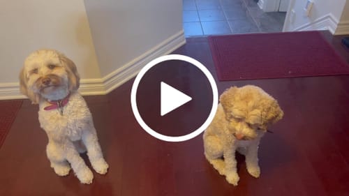 Customer video review of Freezball - Durable Fillable Dog Chew Bone