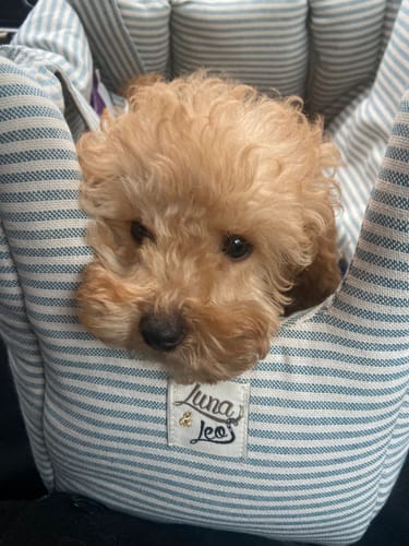 Customer photo review of Trasportino Cotone Urban Righe Azzurro