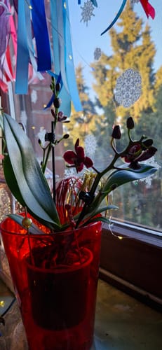 Customer photo review of Table Dance Banana Chocolate mit schokoladenbraunen Blüten und 2+ Rispen