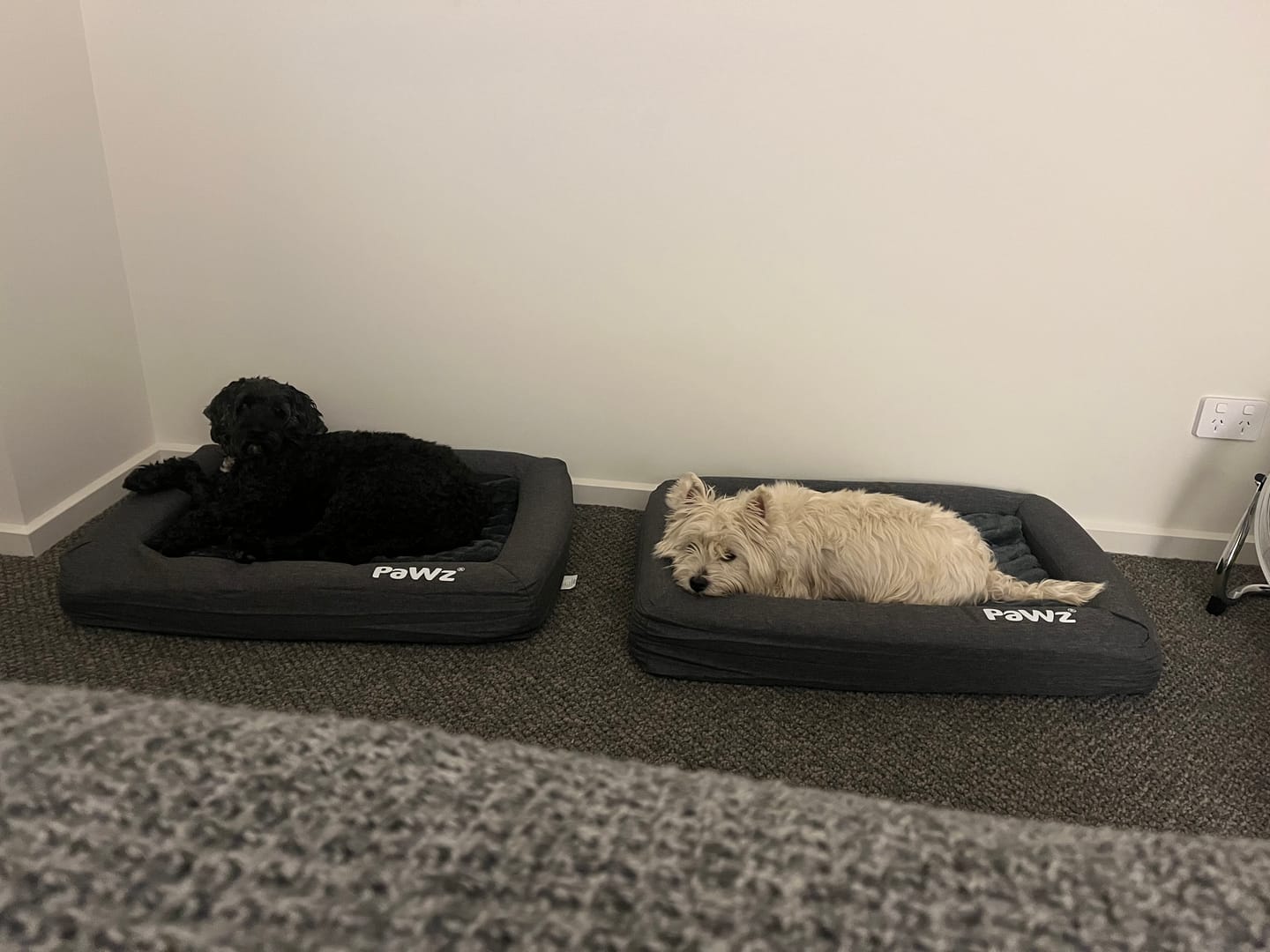 Customer photo review of PaWz Premium Memory Foam Calming Dog Bed