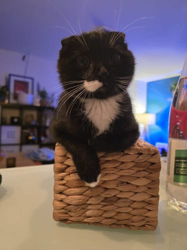Avis photo d'un client sur Coffret Découverte Chaton - 1kg Croquettes + 8 Pâtées + 3 probiotiques