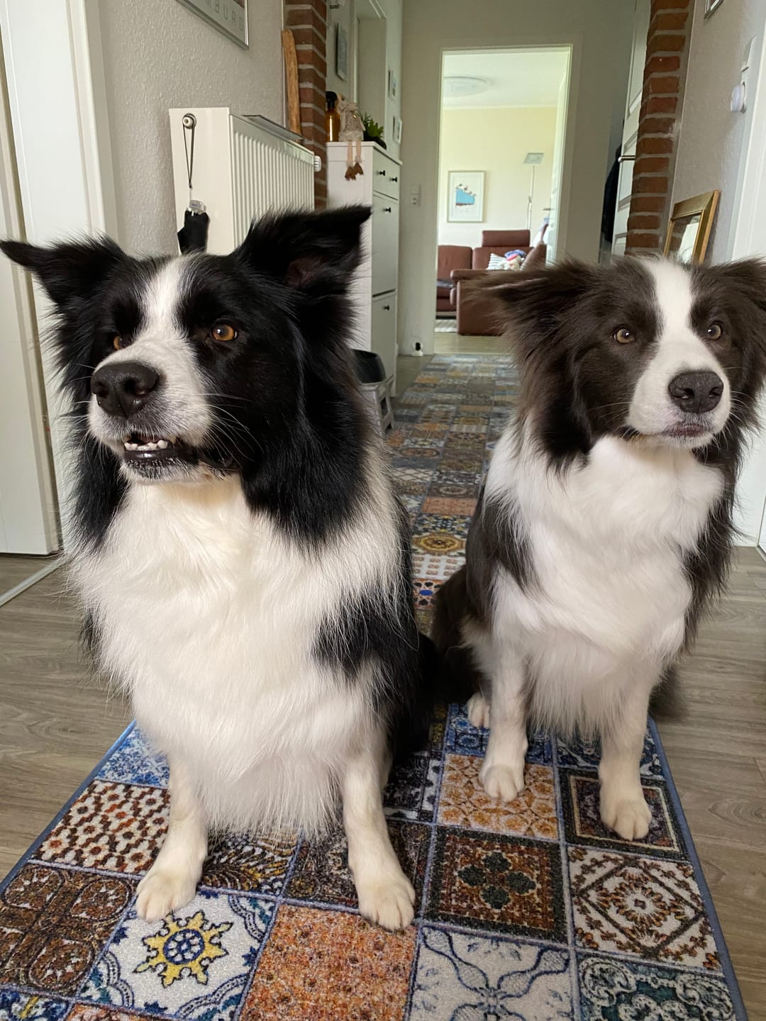 Customer photo review of Silberspray für Hunde und Katzen mit 50ppm (100ml)