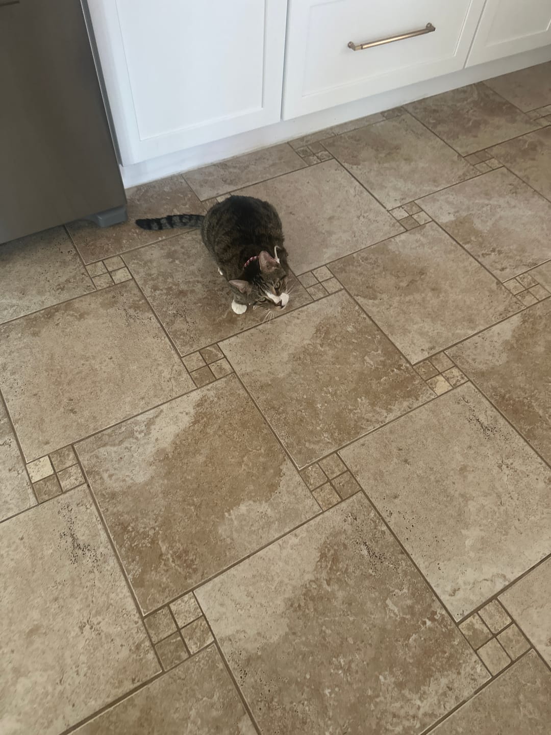 Customer photo review of Royal Canin Veterinarian Diet - Recovery Convalescence Liquid (4 pack- 8 oz each)