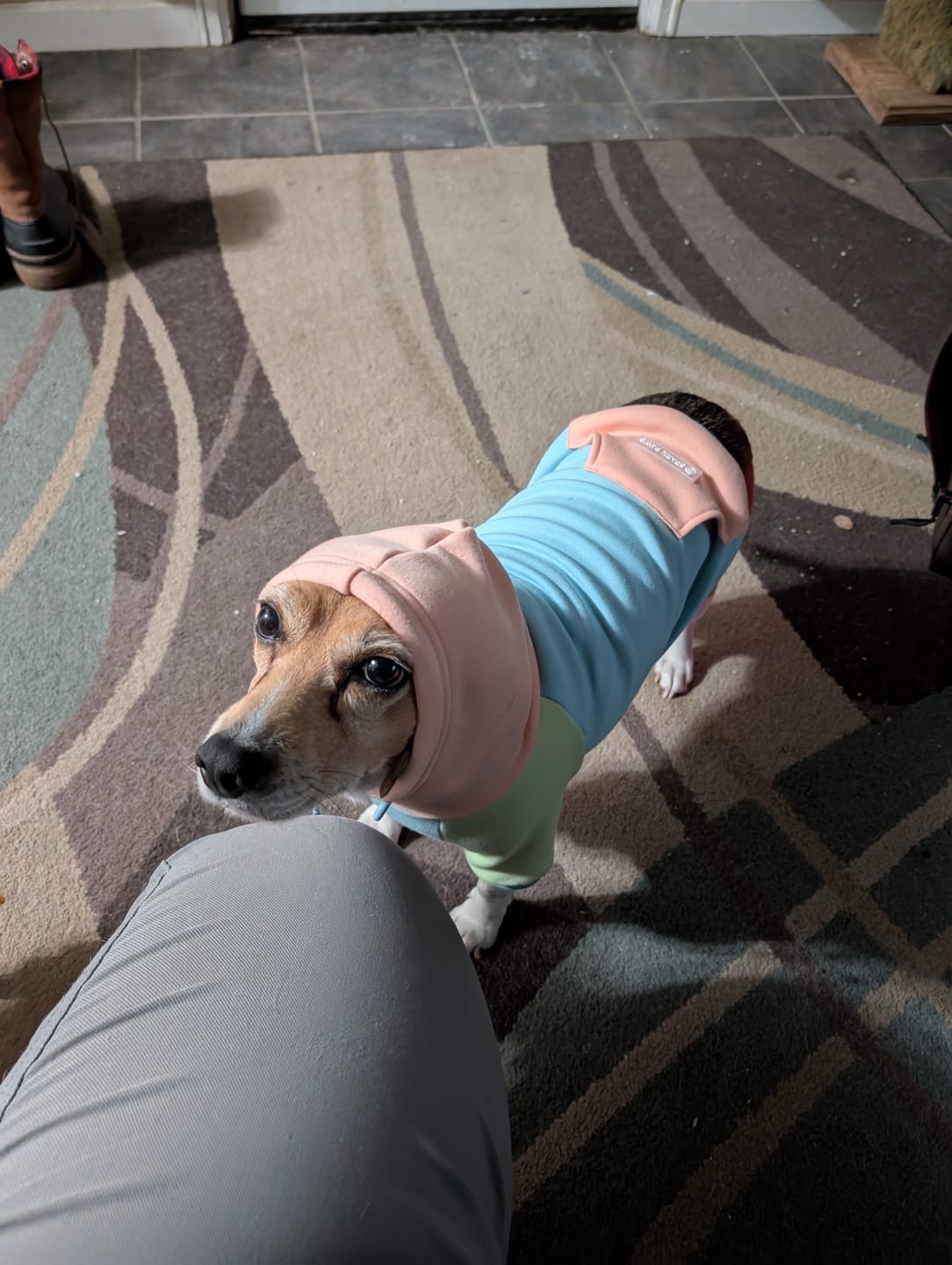 Customer photo review of Jelly Bean Dog Hoodie