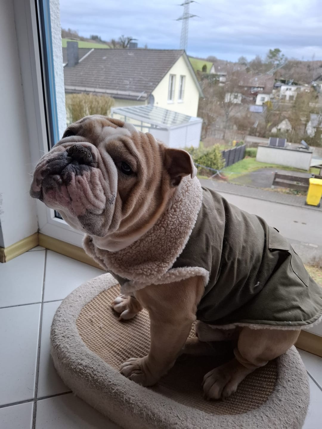 Customer photo review of Workdog Insulated Utility Jacket Jackets