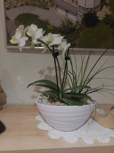Customer photo review of DIY-Set Orchideen-Schale zum Selbstbepflanzen