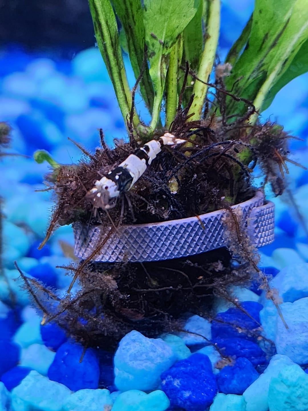 Customer photo review of Crystal Black Shrimp