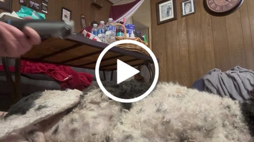 Customer video review of furMe Grooming Vacuum Filters & Blade Replacement Pack