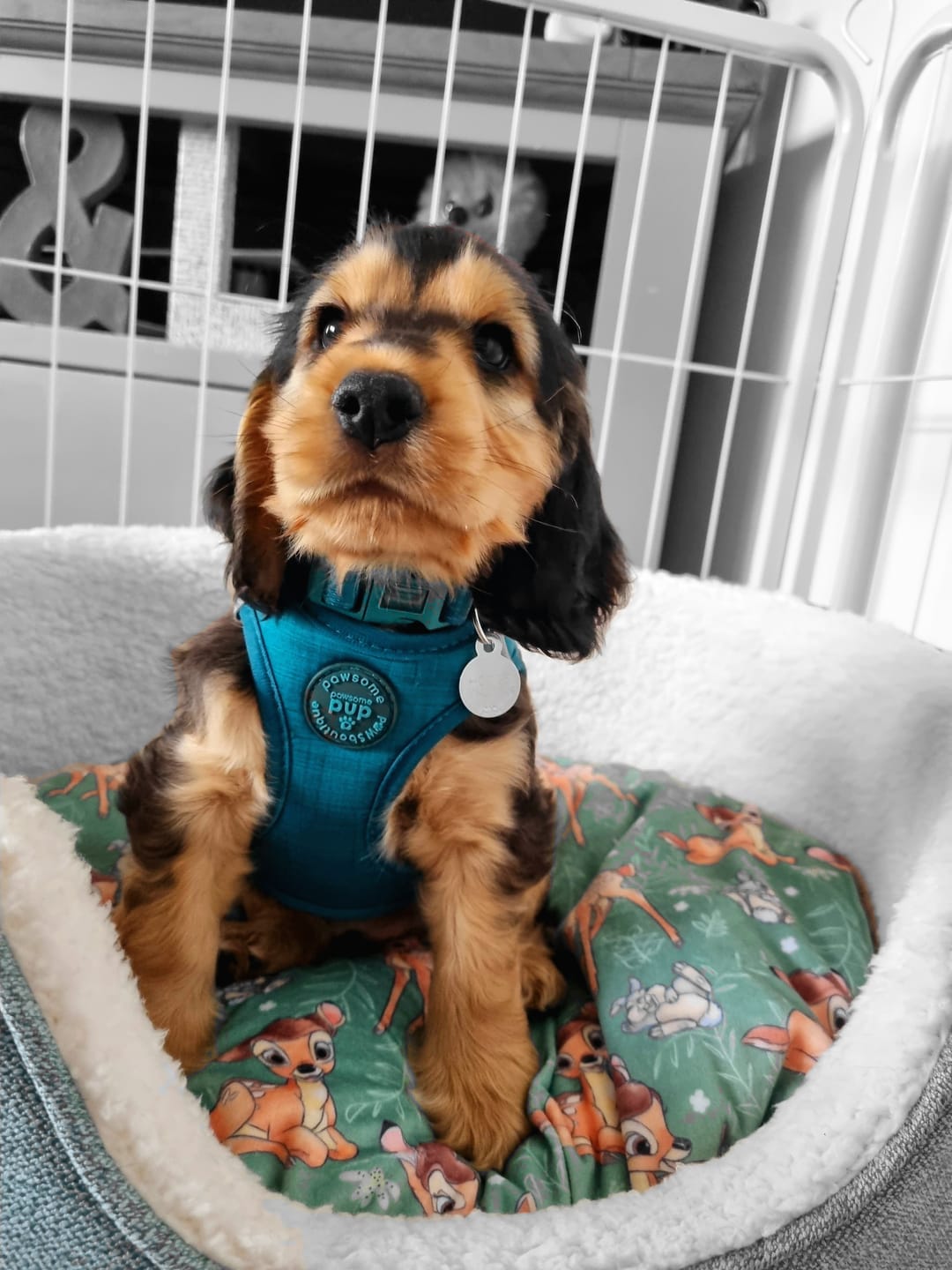 Customer photo review of Pawsome Pup Harness - Emerald
