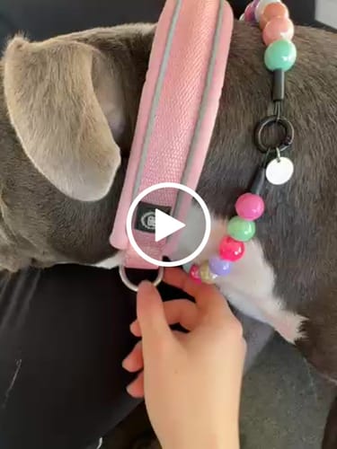 Customer video review of 3cm Slip on Collar | Foam Padded - Pink