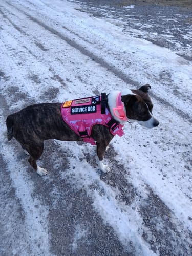 Customer photo review of NEW Upgraded Tactical No-Pull Team K9™ Dog Harness with 4 Quick-Release Metal Buckles, Reinforced Front & Back D-Rings, Hook & Loop Panels, Adjustable Straps, Reflective Strips, & Top Handle