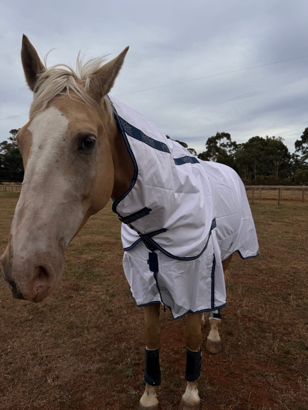 Customer photo review of LE Fieldsafe Summer Sheet