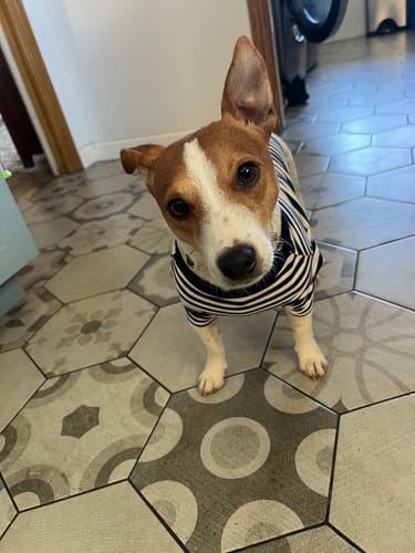 Customer photo review of Polo Ralph Lauren Dog Polo Pony Stripe T-Shirt