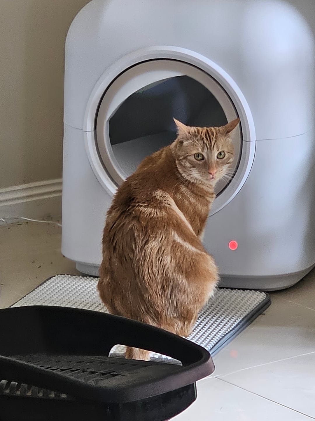 Customer photo review of PaWz Waste Bag 10 Rolls Disposable Replacement Refill For Smart Cat Litter Box