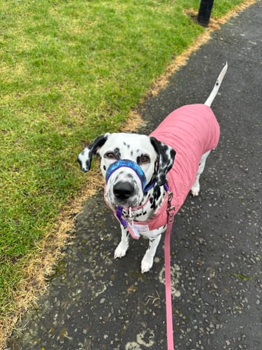 Customer photo review of Waterproof Lead - Wine Red - Silver Hardware