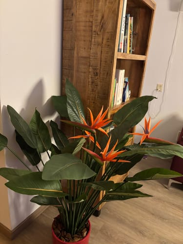 Customer photo review of Strelitzia Kunstplant 120cm met bloem