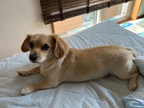 Customer photo review of FunFunPet 高機能ハーネス（お名前タグ作成サービス付き）