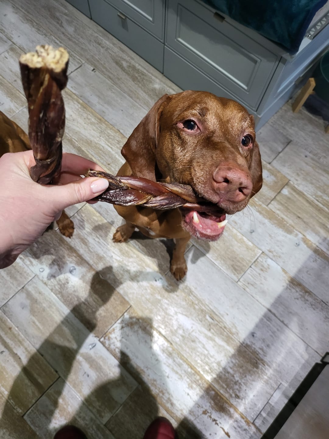 Customer photo review of 6 Inch Braided Jerky Stick