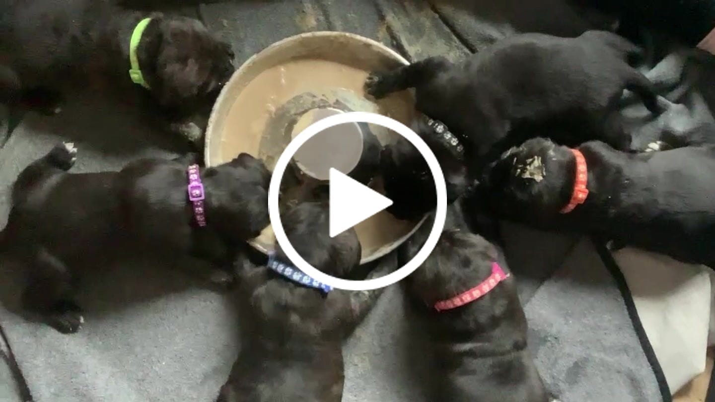 Customer video review of MultiProtein Dry Puppy Food