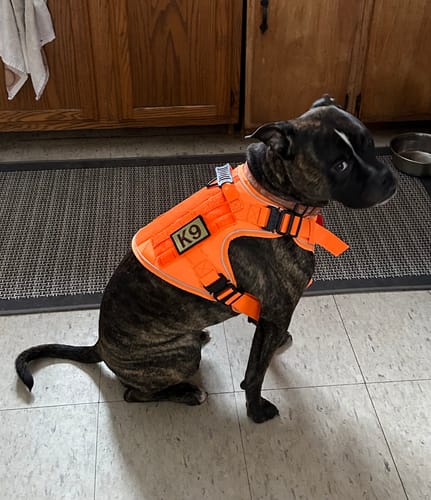Customer photo review of NEW Upgraded Tactical No-Pull Team K9™ Dog Harness with 4 Quick-Release Metal Buckles, Reinforced Front & Back D-Rings, Hook & Loop Panels, Adjustable Straps, Reflective Strips, & Top Handle