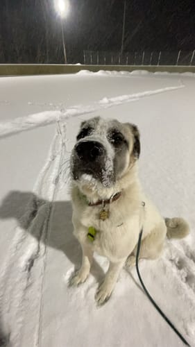 Customer photo review of Biothane Long Line with Detachable Handle