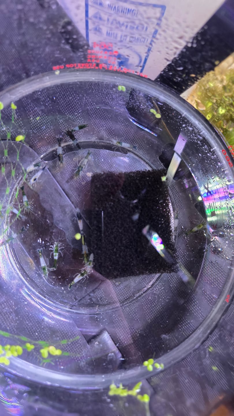 Customer photo review of Carbon Rili Shrimp