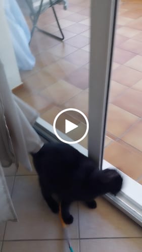 Customer video review of Croquettes riches en poissons blancs frais (chat stérilisé)