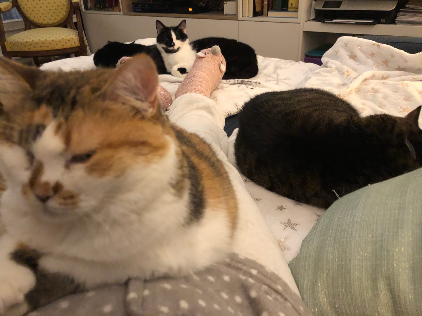 Customer photo review of Multipack d'effilés (chat stérilisé et chat adulte)
