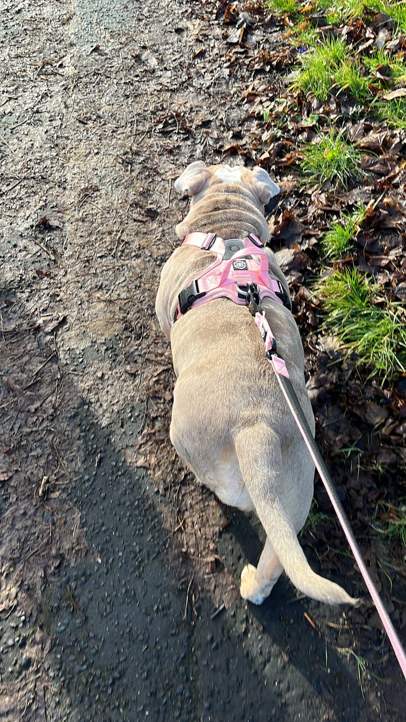 Customer photo review of Anti Pull Hurricane Harness - With Handle - Pink