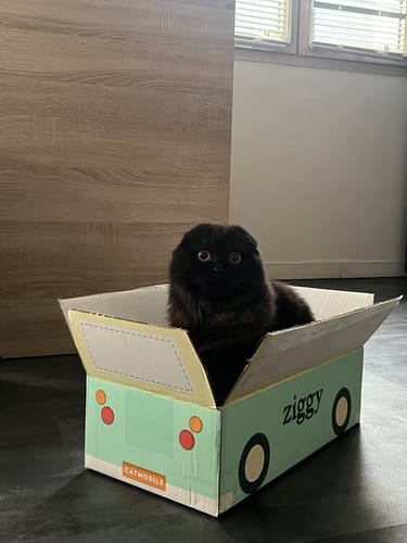 Avis photo d'un client sur Croquettes Chaton Sans Céréales - Poulet & Huile de Saumon