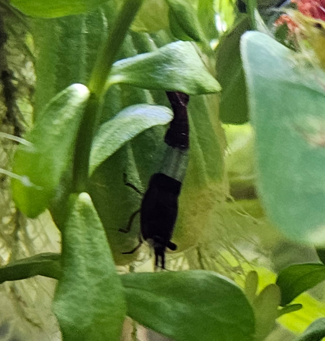 Customer photo review of Crystal Black Shrimp