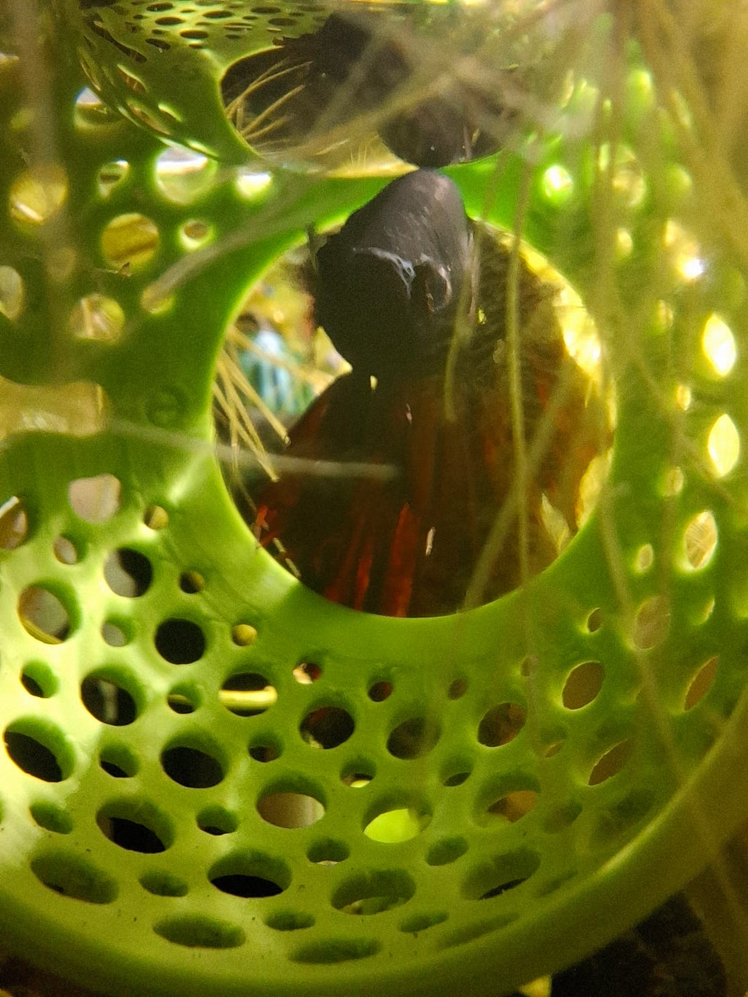 Customer photo review of Cave Lounge Hammock - Aquarium Ornament for Betta, Fish, and Shrimp
