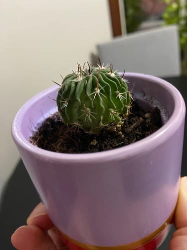 Customer photo review of Stenocactus crispatus | Brain Cactus
