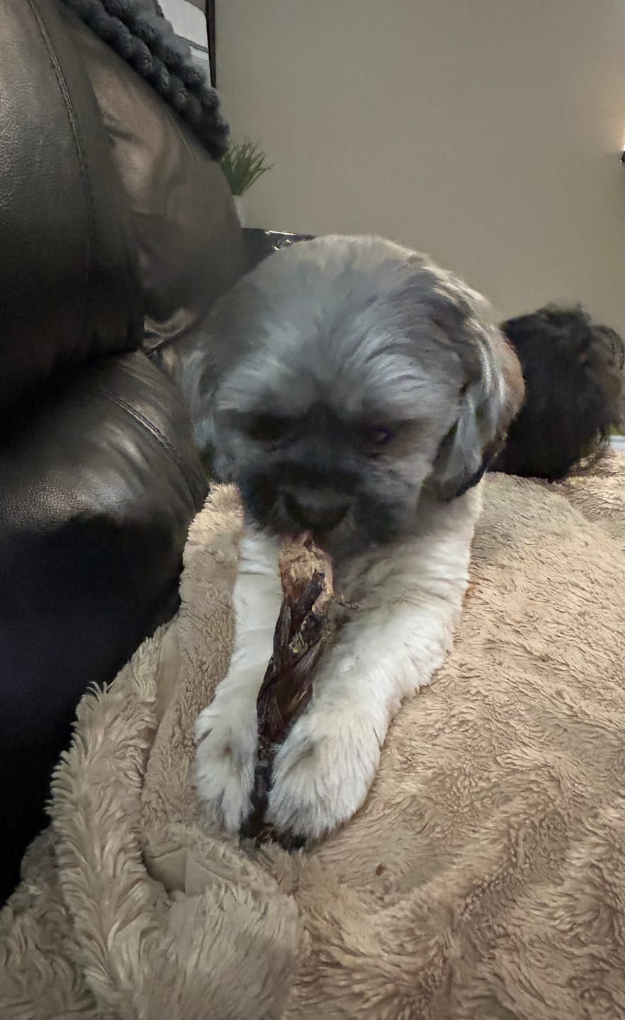 Customer photo review of 6 Inch Braided Jerky Stick