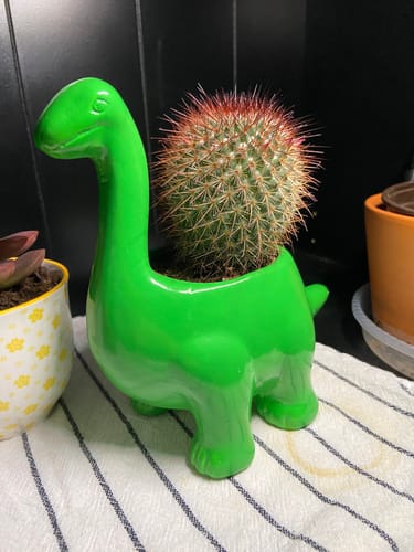 Customer photo review of Mammillaria Spinosissima | Red Headed Irishmen