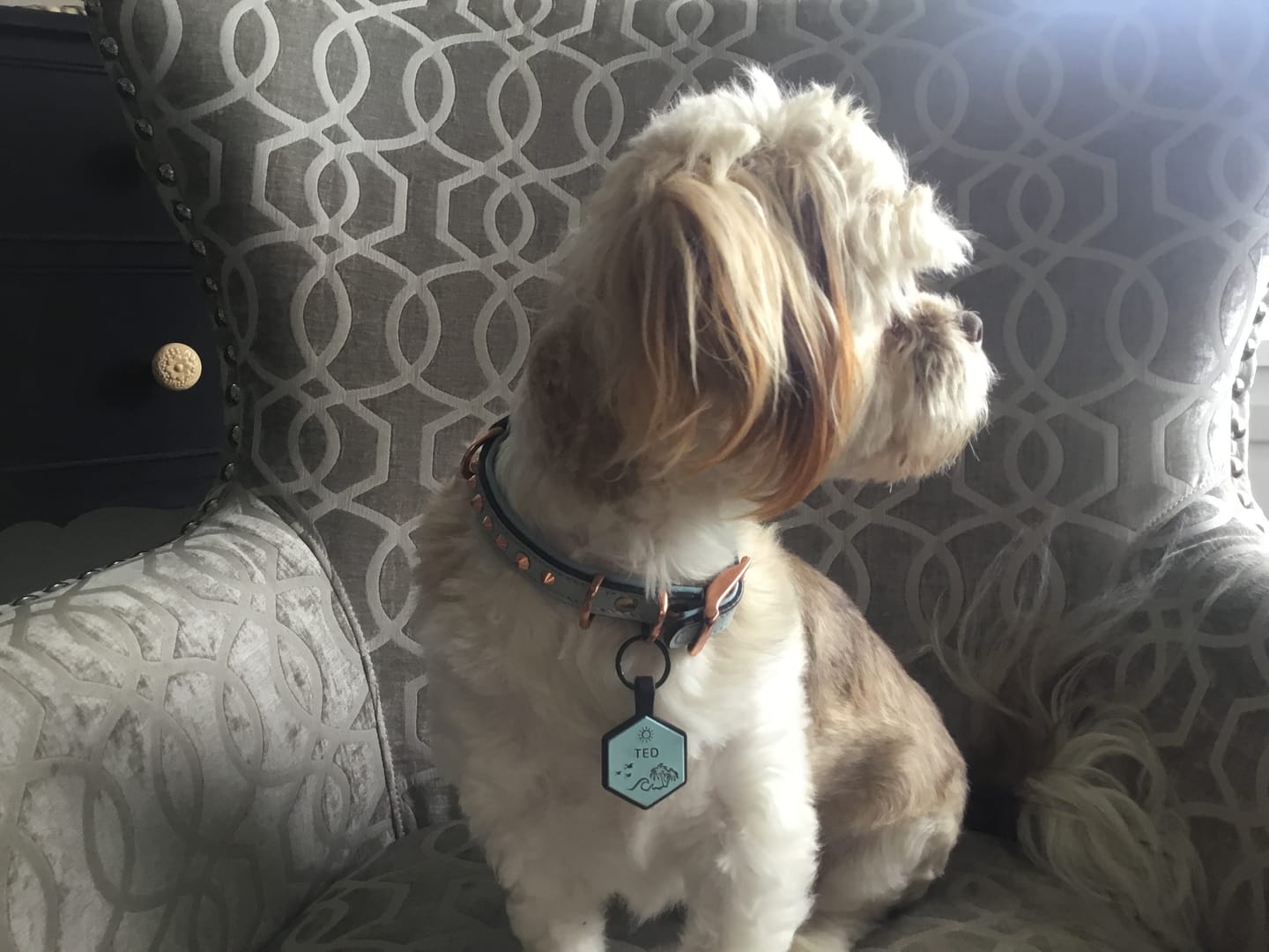 Customer photo review of Hand Made Leather Dog Collar - Imperial Baby Blue & Rose Gold (Slim fit)